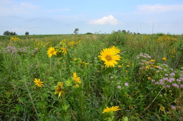 Conservation Blueprint, pollinator habitat and seeds