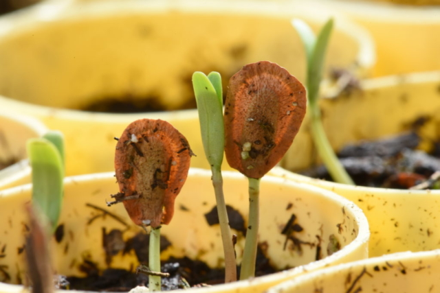 Conservation Blueprint, pollinator habitat and seeds