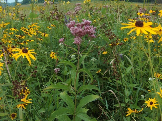 Conservation Blueprint, pollinator habitat and seeds
