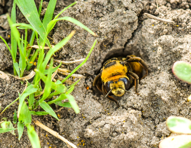 Conservation Blueprint, pollinator habitat and seeds