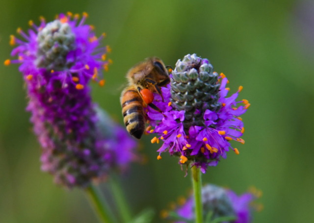 Conservation Blueprint, pollinator habitat and seeds