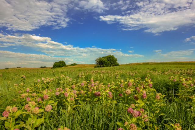 Conservation Blueprint, pollinator habitat and seeds