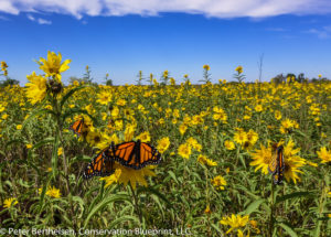 Monarch on a Maximillian Sunflower, Conservation Blueprint