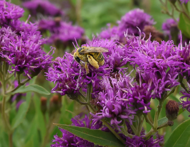 Conservation Blueprint, pollinator habitat and seeds