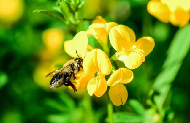 Conservation Blueprint, pollinator habitat and seeds