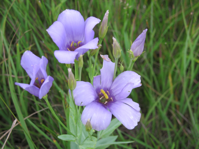 Conservation Blueprint, pollinator habitat and seeds