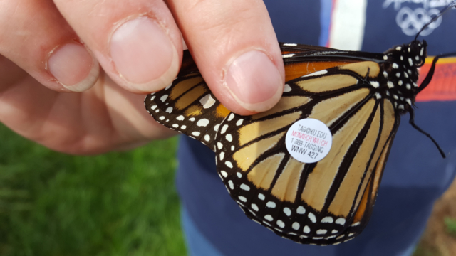 Conservation Blueprint, pollinator habitat and seeds