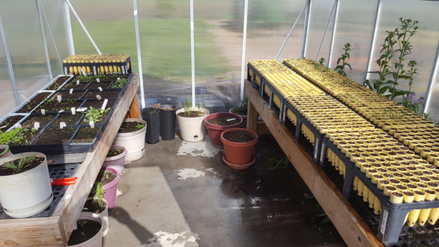 Conservation Blueprint, pollinator habitat and seeds