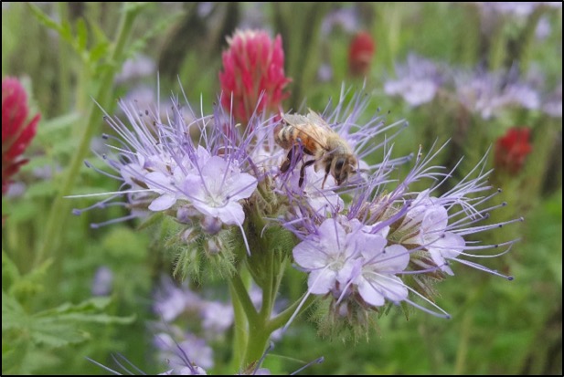 Midwest Honey Bee Mix, Conservation Blueprint