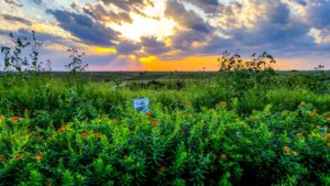 Life in Nebraska, field. Conservation Blueprint