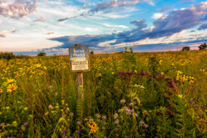 High diversity and high quality pollinator habitat, Conservation Blueprint