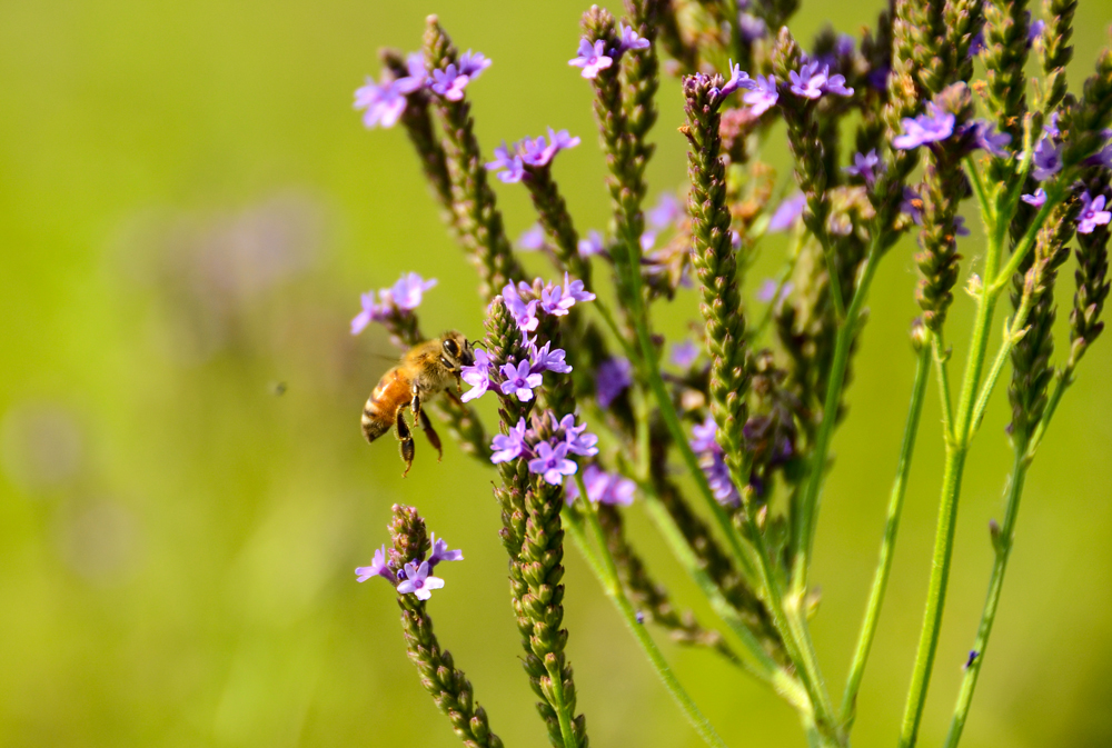 Conservation Blueprint, pollinator habitat and seeds