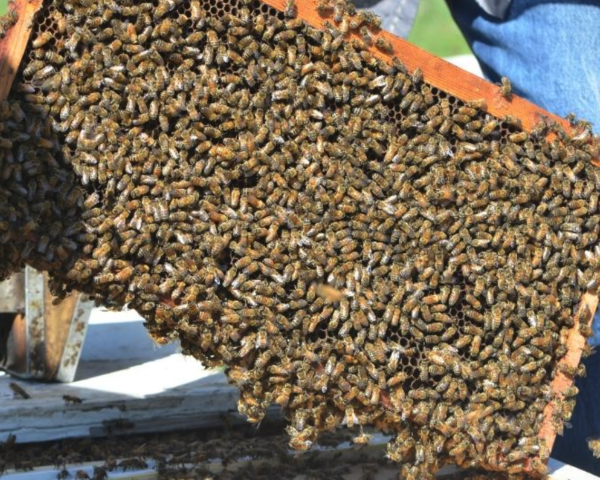 Western Honey Bee Mix, Conservation Blueprint