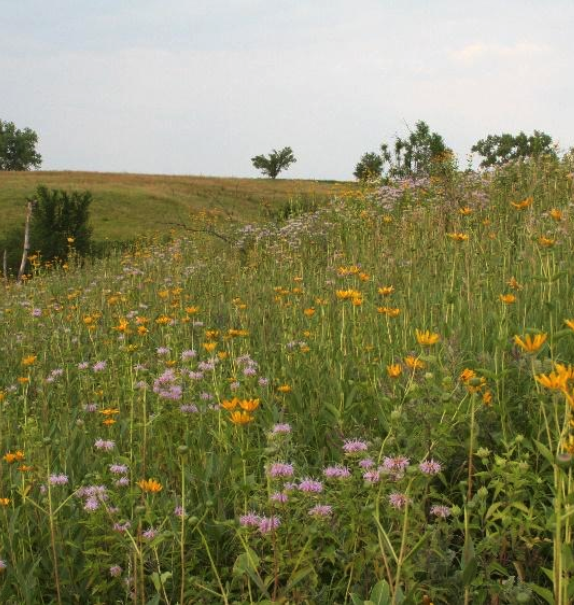 Mixed Grass Prairie Restoration Mix, Conservation Blueprint